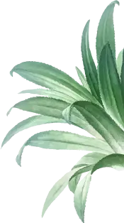 shape1